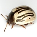 Calligrapha disrupta - Photo (c) Mike Quinn, Austin, TX, some rights reserved (CC BY-NC), uploaded by Mike Quinn, Austin, TX