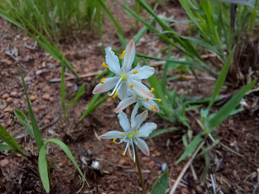 Chlorophytum subpetiolatum