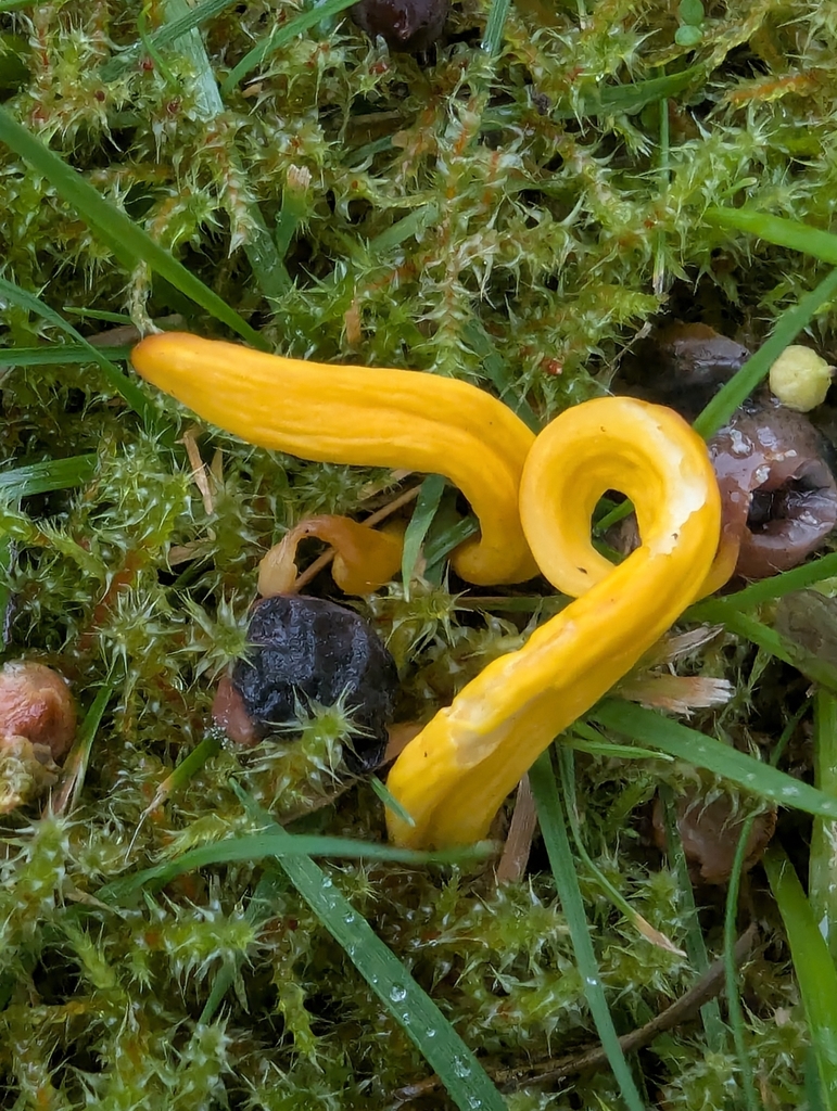 Clavulinopsis helvola · November 2025 · photo: © ohwhen (iNaturalist, cc-by)