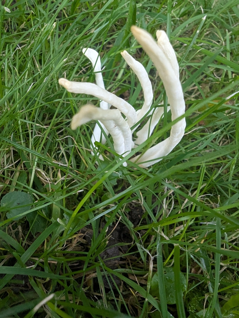 Clavaria fragilis · November 2025 · photo: © ohwhen (iNaturalist, cc-by)