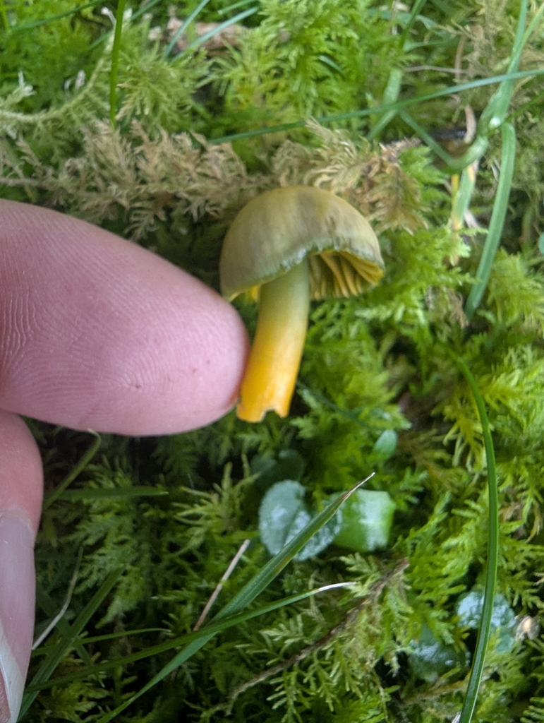 Gliophorus psittacinus · November 2025 · photo: © ohwhen (iNaturalist, cc-by)