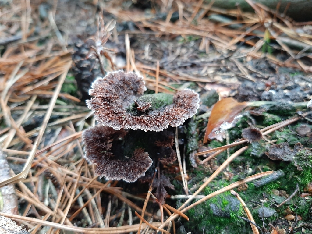 Thelephora terrestris · November 2025 · photo: © daniel_onneweer (iNaturalist, cc-by)