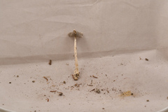 Amanita vaginata vaginata