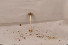 Amanita vaginata vaginata