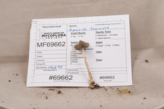 Amanita vaginata vaginata