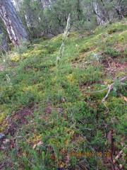 Anthoxanthum aristatum