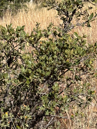 Quercus toumeyi, photograph 6
