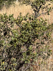 Quercus toumeyi, photograph (c) CK2AZ, some rights reserved (CC BY)
