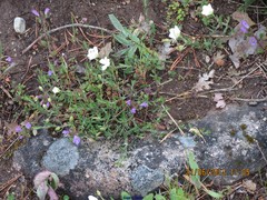 Pilosella castellana