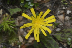 Hieracium pollichiae