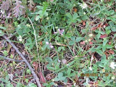 Potentilla montana