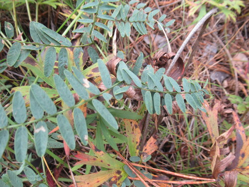 many-stem vetch (Vicia multicaulis)