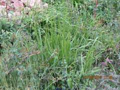 Brachypodium pinnatum