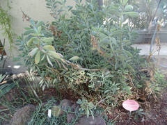 Senecio crassissimus