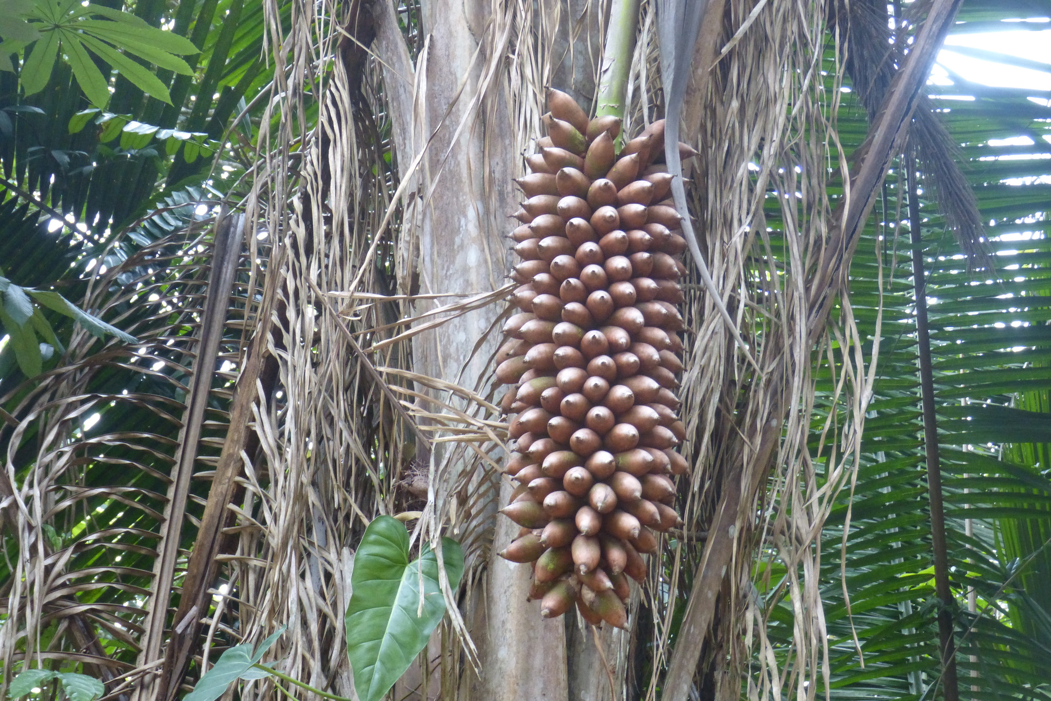 Attalea speciosa