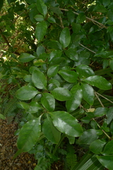 Coprosma tenuifolia