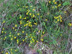 Genista hispanica