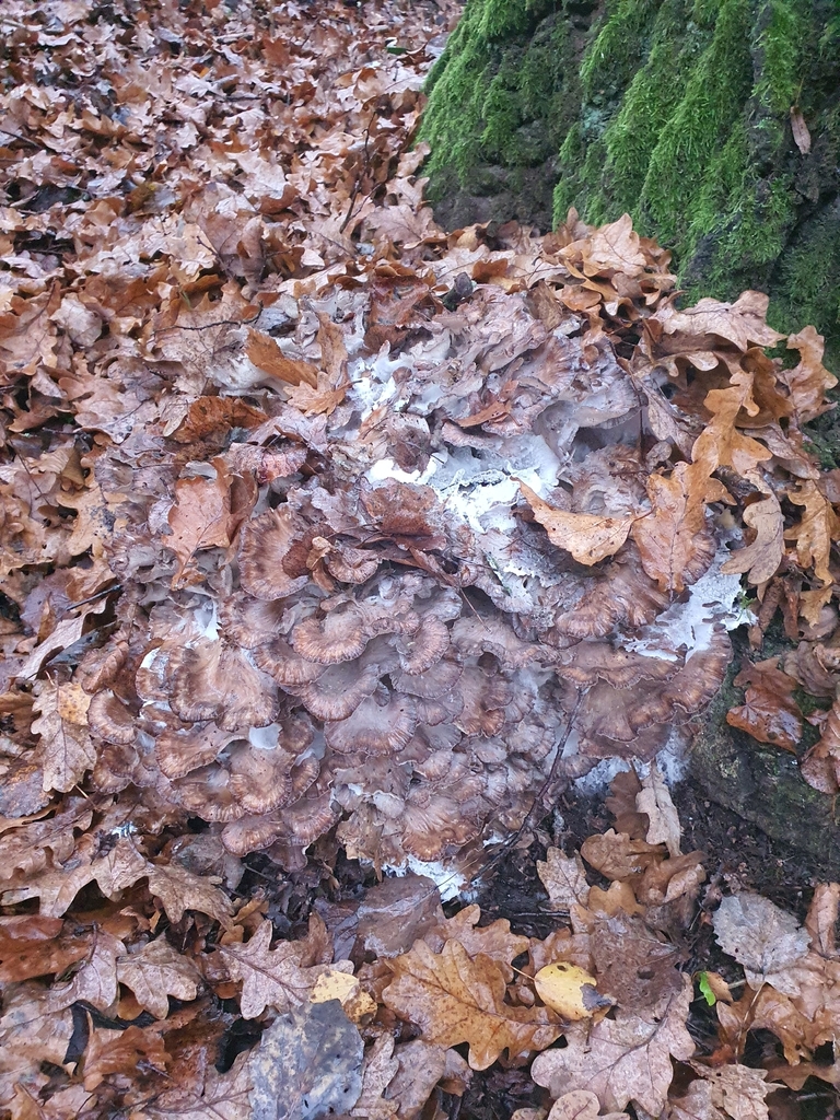 Grifola frondosa · November 2025 · photo: © adam_juzwiak (iNaturalist, cc-by-sa)