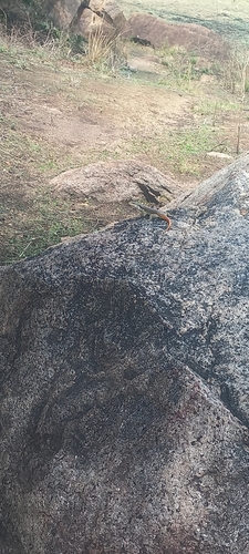 Rainbow Skink