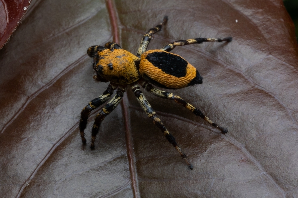 jumping spiders