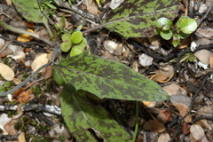 Hieracium pollichiae