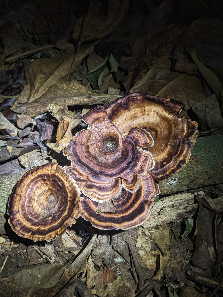 Microporus xanthopus · November 2025 · photo: © holocene_matt (iNaturalist, cc-by)