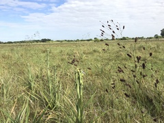 Eryngium ebracteatum
