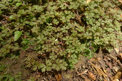 Hydrocotyle dissecta