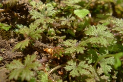 Hydrocotyle dissecta