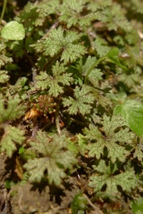 Hydrocotyle dissecta