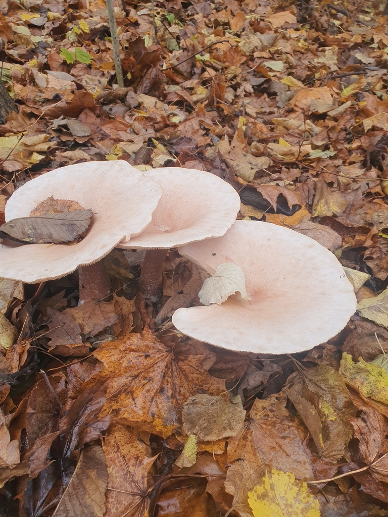Infundibulicybe geotropa · November 2025 · photo: © adam_juzwiak (iNaturalist, cc-by-sa)