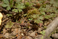 Hydrocotyle dissecta
