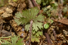 Hydrocotyle dissecta