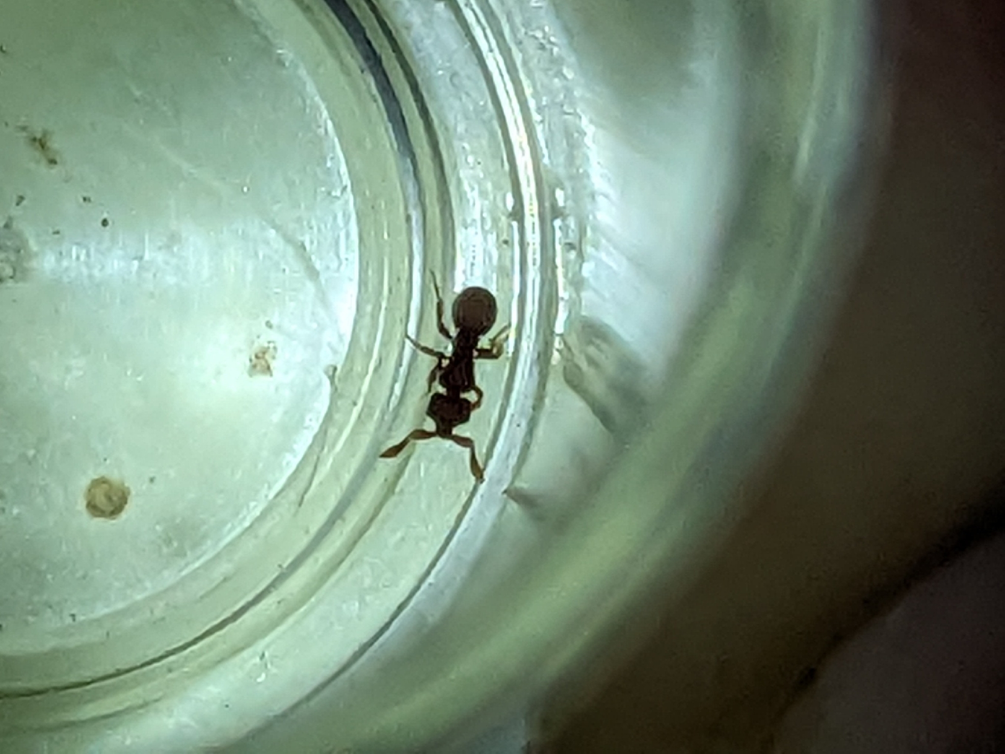 Discothyrea velutina