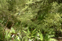 Coprosma microcarpa