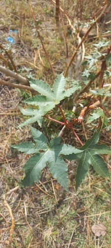 castor bean