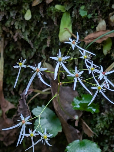 Saxifraga fortunei iNat (3)