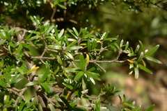 Coprosma microcarpa