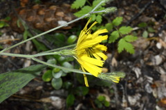 Hieracium pollichiae