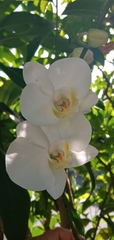 Phalaenopsis