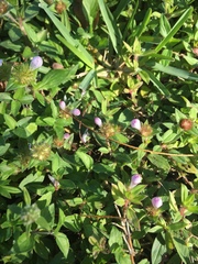 Richardia grandiflora