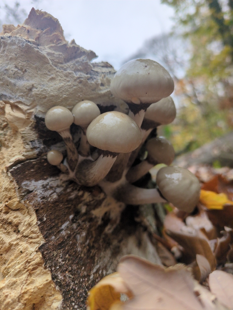 Oudemansiella mucida · November 2025 · photo: © vincent_b (iNaturalist, cc-by)