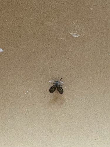 Unknown species found near Winona, MN, US