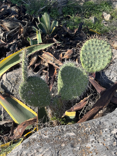 Opuntia streptacantha, photograph 3