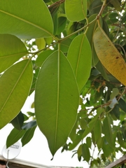 Syzygium