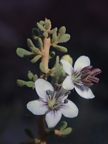 Lycium infaustum