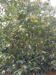 Syzygium