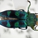 Chrysobothris scitula - Photo (c) Kevin Gielen, μερικά δικαιώματα διατηρούνται (CC BY-NC), uploaded by Kevin Gielen
