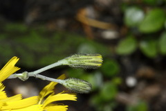 Hieracium pollichiae