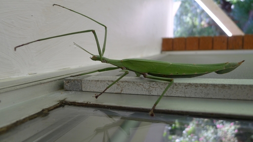 Children’s Stick Insect photo 4